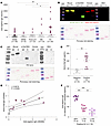 Anti-nephrin antibody detection by ELISA and anti–α-Gal antibody cross-reac