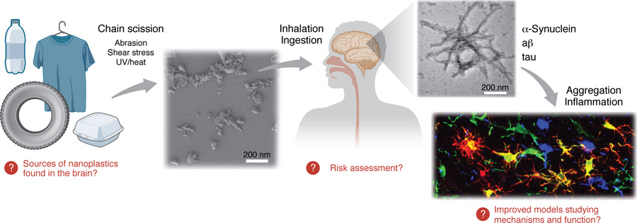 Nanoplastics in the environment and brain and their links to neurodegene...