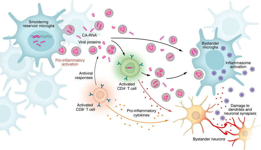 The “smoldering secretome”: mechanisms of bystander injury during viral ...