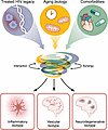 Evolving frameworks: the convergence of HIV, aging, and comorbidities into