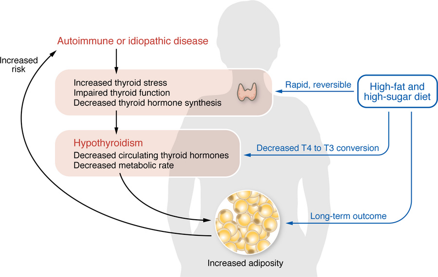 A high-fat, high-sugar diet rapidly causes cellular stress and impaired ...