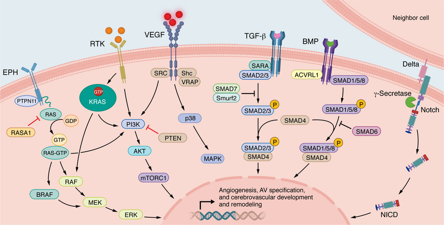 Overview of ephrin/Eph/RASA1, PI3K/AKT/mTOR, VEGF, NOTCH, TGF-β/SMAD, BR...