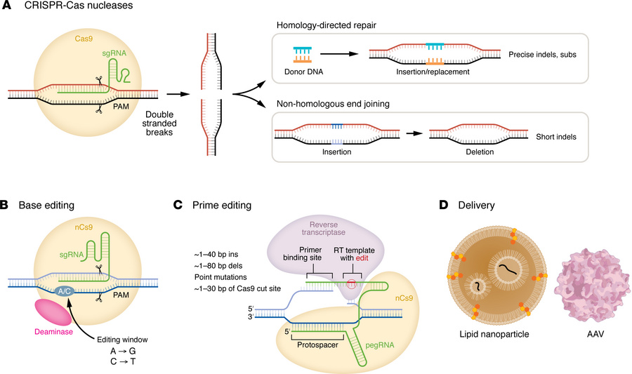 Gene editing strategies for bAVMs.
(A) Strategies include CRISPR/Cas-bas...