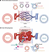 Single-cell architecture of normal CV development and bAVM pathogenesis.