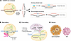 Gene editing strategies for bAVMs.