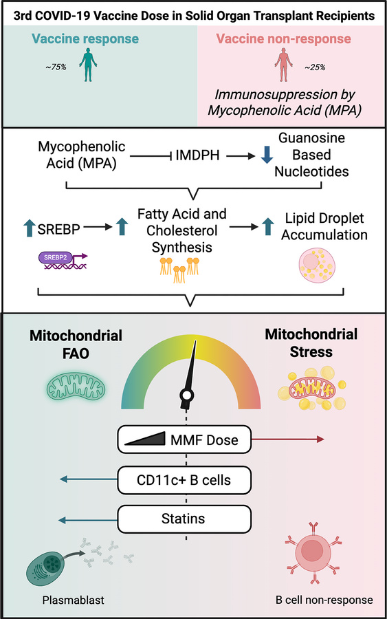 graphical abstract