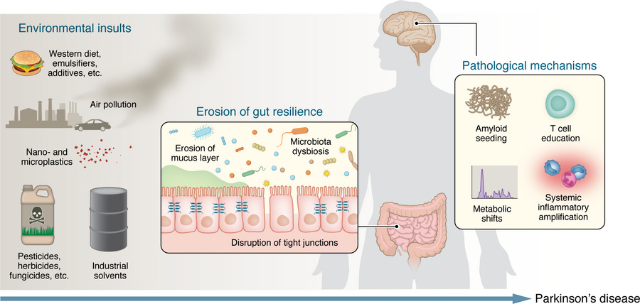Environmental insults reduce gut resilience and initiate convergent mech...
