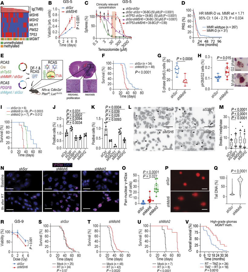 
MSH6 or MSH2 loss accelerates glioblastoma growth and sensitizes to rad...