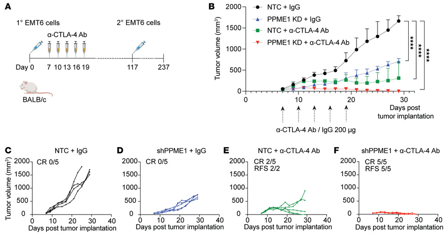 PPME1-KD enhances the efficacy of anti-CTLA-4 immunotherapy.
(A) BALB/c ...