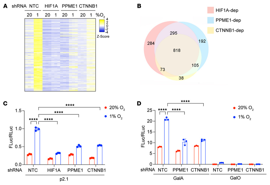 HIF-1, PPME1, and β-catenin are required for a broad transcriptional res...