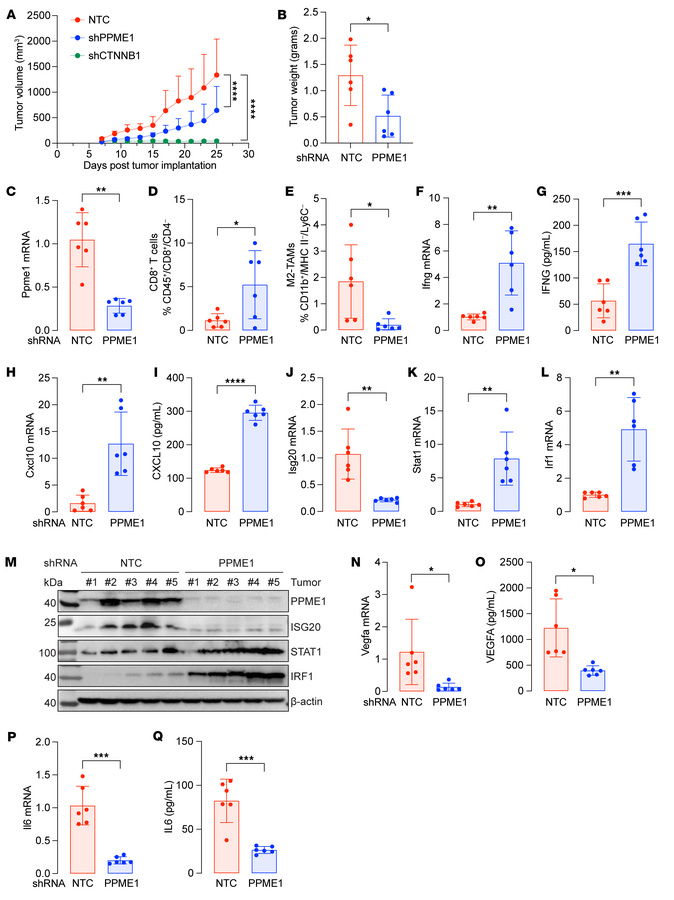 PPME1 KD suppresses BC growth in an immune-mediated manner through inhib...