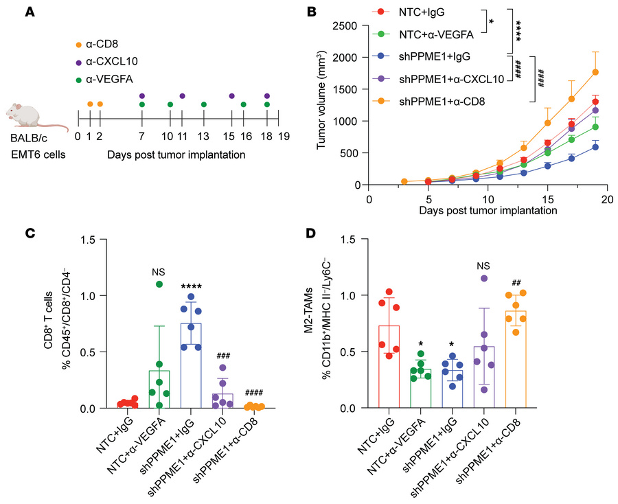 PPME1-KD suppresses tumor growth through CXCL10-driven CD8+ T cell recru...