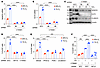 β-Catenin promotes hypoxia-induced and HIF-1–dependent BCSC enrichment.