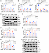 PPME1 and β-catenin are required for hypoxia-mediated repression of the STA