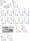 PPME1 KD suppresses BC growth in an immune-mediated manner through inhibiti