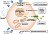 β Cell stress pathways and therapeutic targets in T1D.
