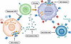 Successful T1D clinical trials targeting immune responses.