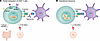Mechanisms of action of teplizumab.