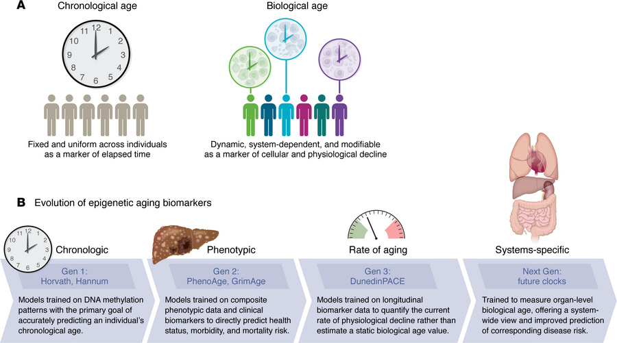 The distinction between CA and BA and the progression of epigenetic cloc...