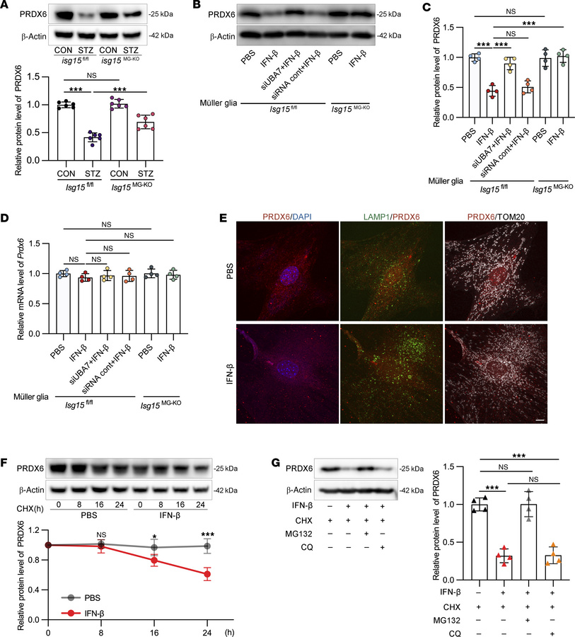 ISG15/ISGylation promotes proteasome-dependent degradation of PRDX6 in M...