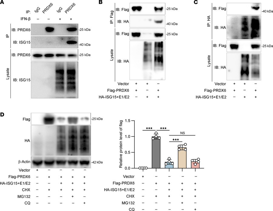 PRDX6 ISGylation promotes its proteasome-dependent degradation.
(A) Endo...
