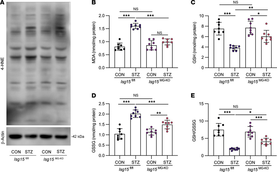 Müller glia–specific ISG15 deletion attenuates retinal lipid peroxidatio...