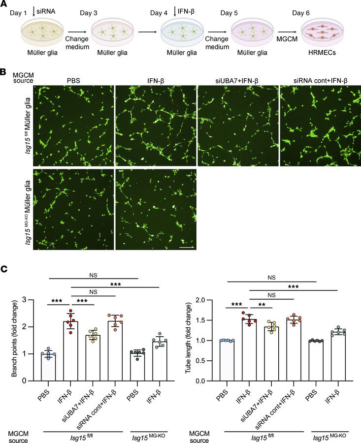 ISG15/ISGylation in Müller glia promotes endothelial tube formation in v...