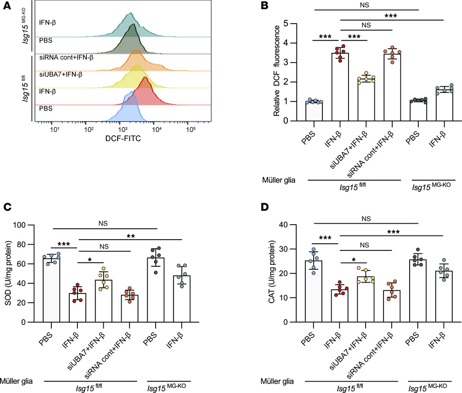 ISG15/ISGylation promotes IFN-β–induced oxidative stress in primary Müll...