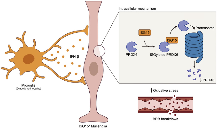 graphical abstract