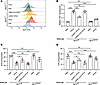 ISG15/ISGylation promotes IFN-β–induced oxidative stress in primary Müller