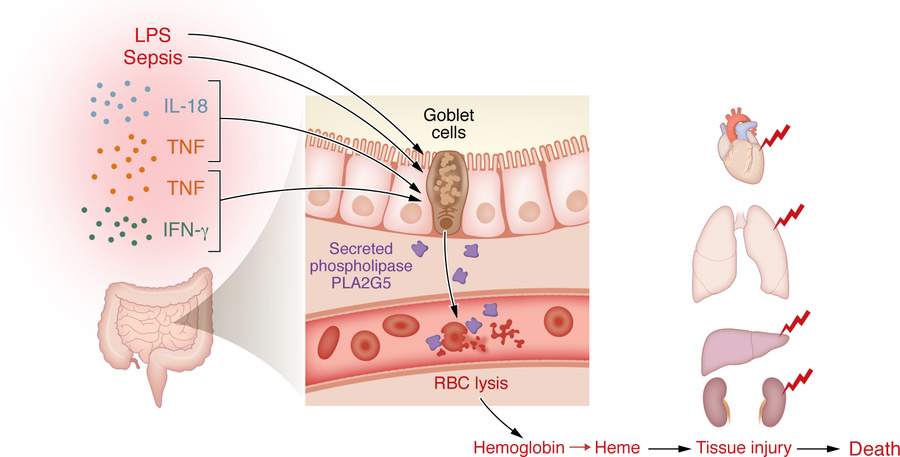 Contribution of secreted phospholipase A2 Group V (PLA2G5) to red blood ...
