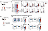 HFD-induced obesity amplifies the injury-induced cytokine response at the s