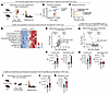HFD-induced obesity enriches ω-6 fatty acids at the HO site.