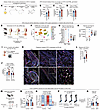Myeloid COX-2 promotes local PGE2 production and HO in obesity.