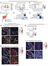 HFD-induced obesity induces an osteochondral transcriptional program in MPC