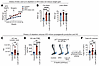 Dietary LA depletion mitigates obesity-associated HO.