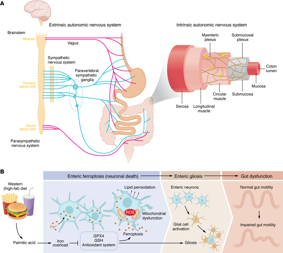 ENS dysfunction in diet-induced obesity.
(A) Innervation of the GI tract...