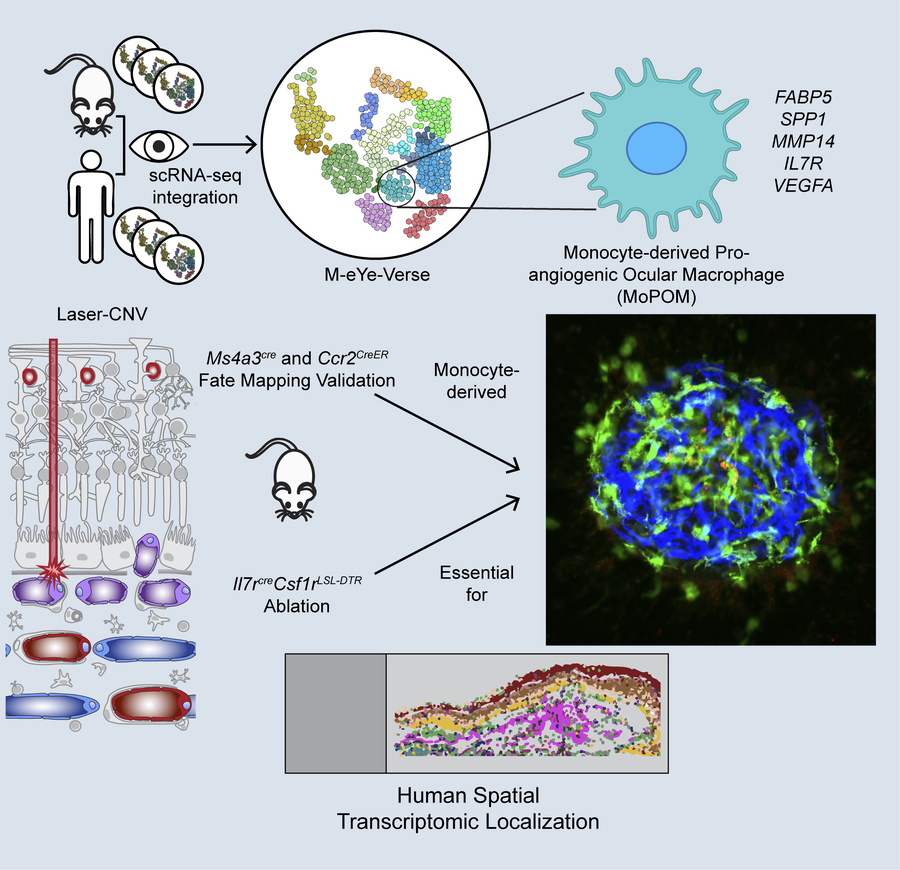 graphical abstract