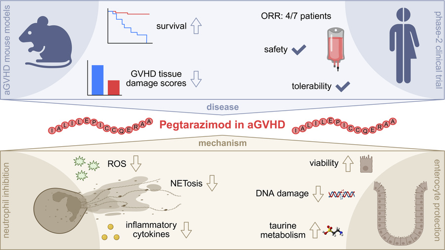 graphical abstract