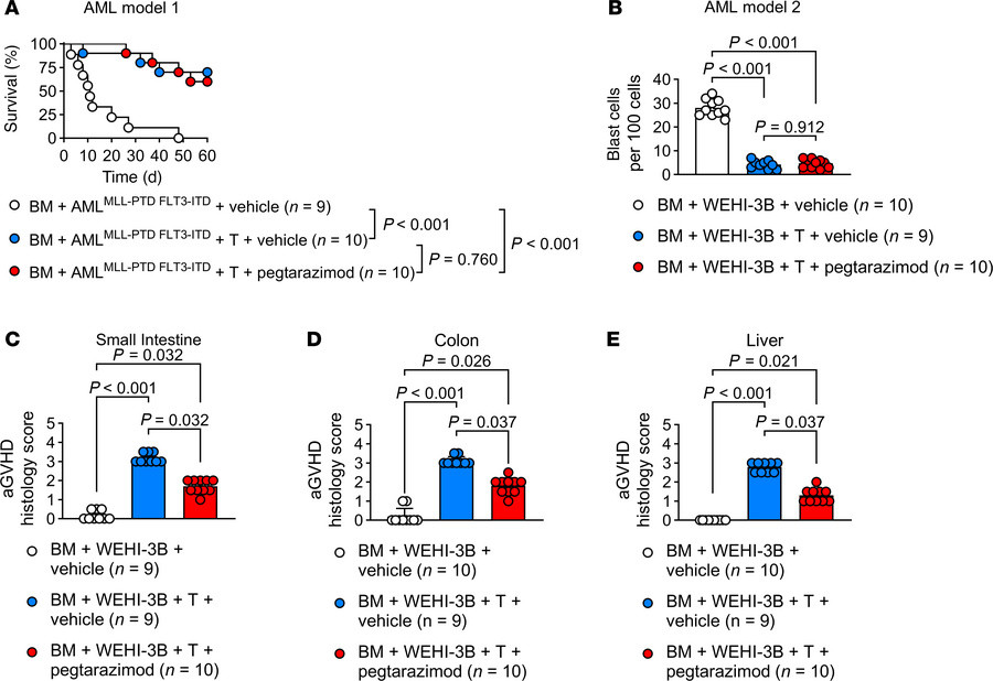Pegtarazimod does not influence the antileukemia effect of allo-HCT.
(A)...