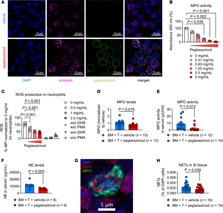 Pegtarazimod binds to neutrophils and decreases ROS production and NETos...