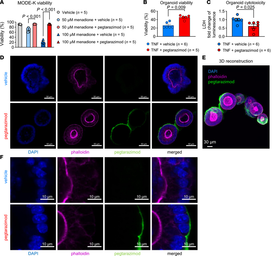 Pegtarazimod binds to enterocytes and has a protective effect.
(A) Viabi...