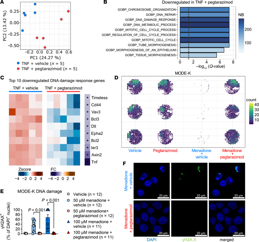 Pegtarazimod protects enterocytes by decreasing DNA damage.
(A–C) Gene e...