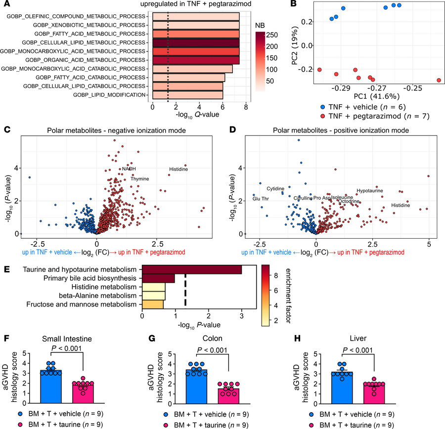Pegtarazimod modulates the metabolism of small intestinal organoids.
(A)...