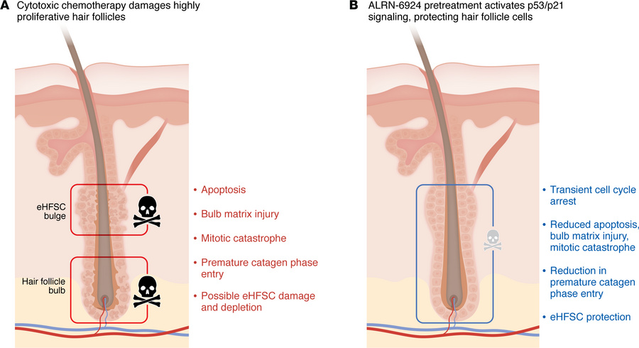 Protecting the hair follicle from chemotherapy-induced injury.
(A) Chemo...
