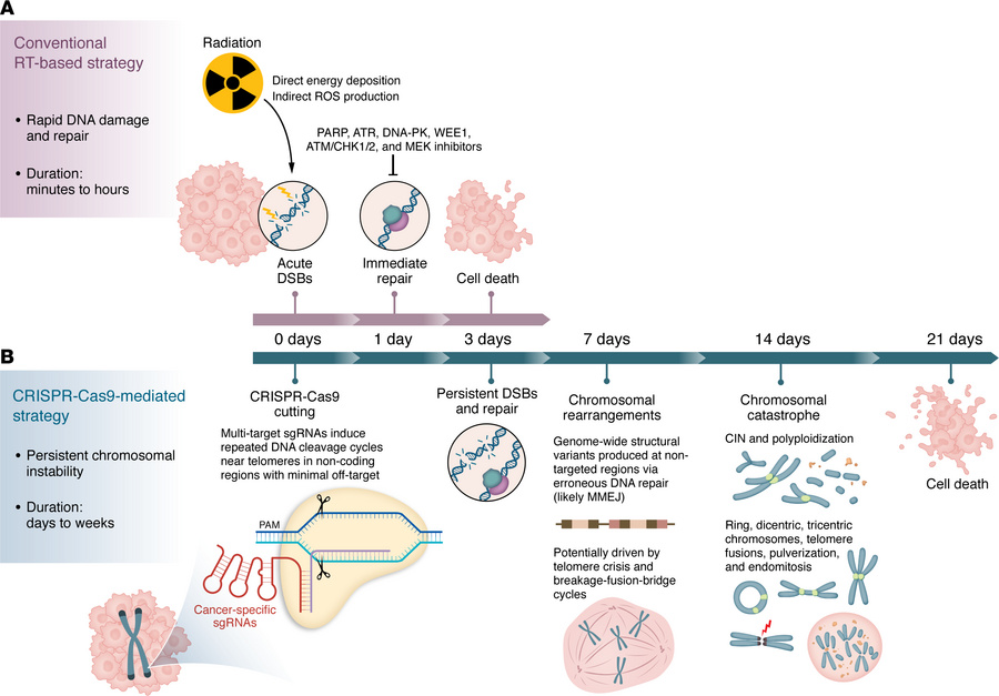 Anticancer strategies based on DNA DSBs induced by RT and CRISPR/Cas9 sy...