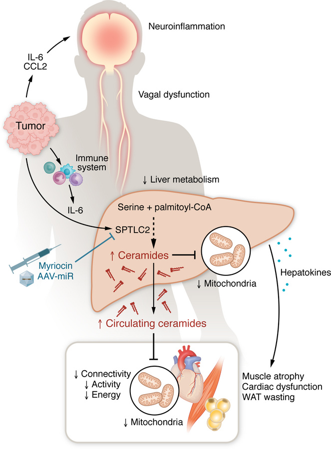 Elevated hepatic production of ceramides drive energetic failure in cach...