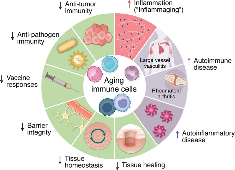 Domains of immune aging.
With advancing age, many protective functions o...