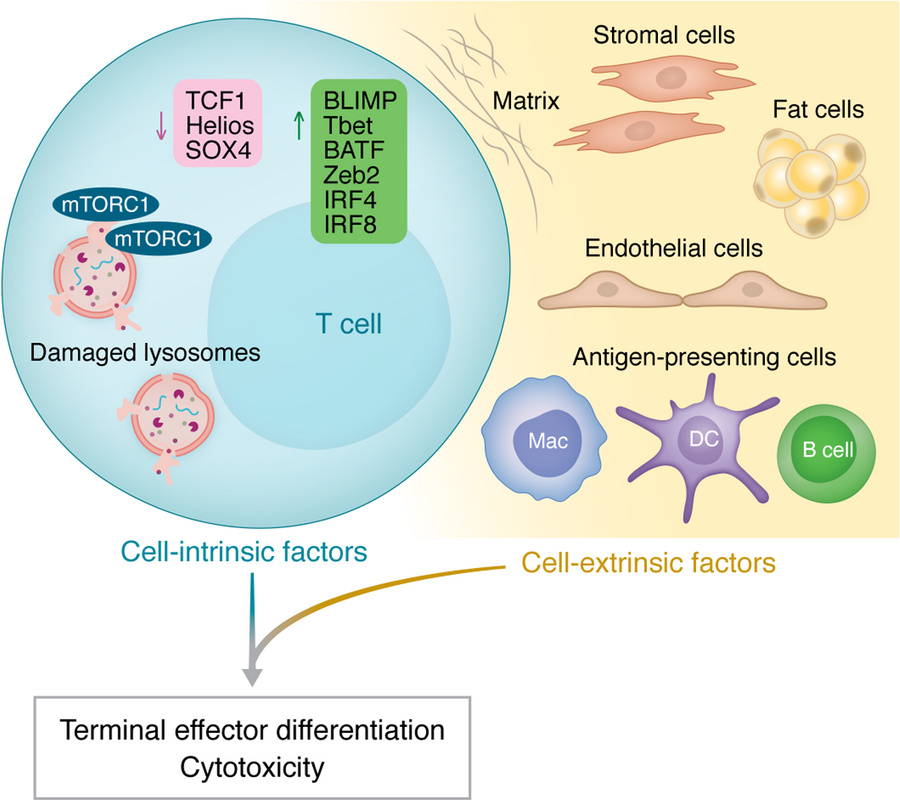 T cell aging: loss of stemness, transcriptional drift, and functional re...