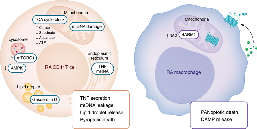 Signatures of T cell and macrophage aging in RA: organelle stress, metab...
